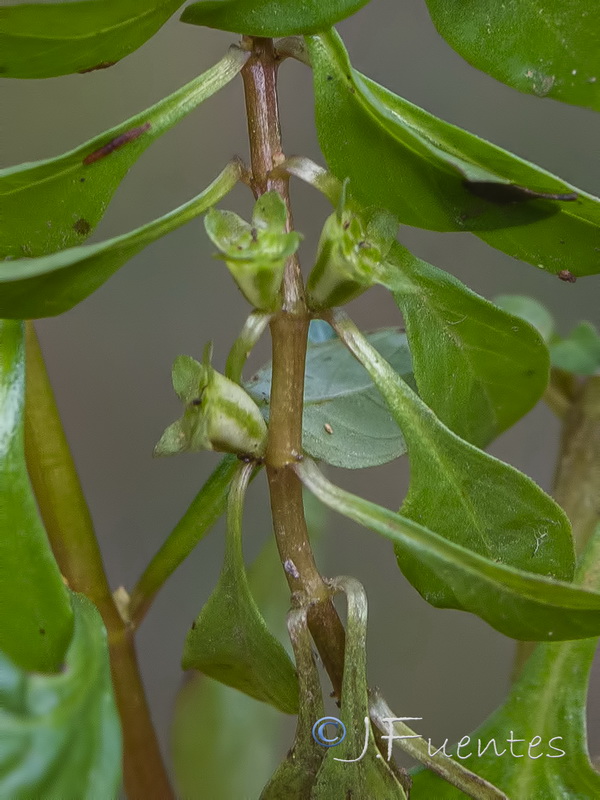 Ludwigia palustris.06