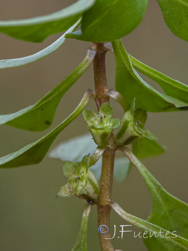 Ludwigia palustris.07
