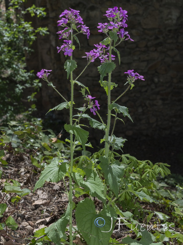 Lunaria annua annua.03