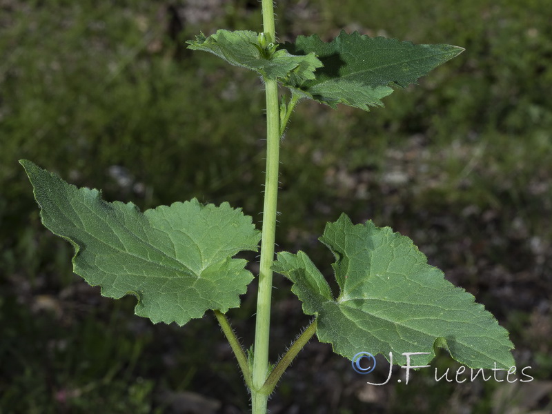 Lunaria annua annua.04