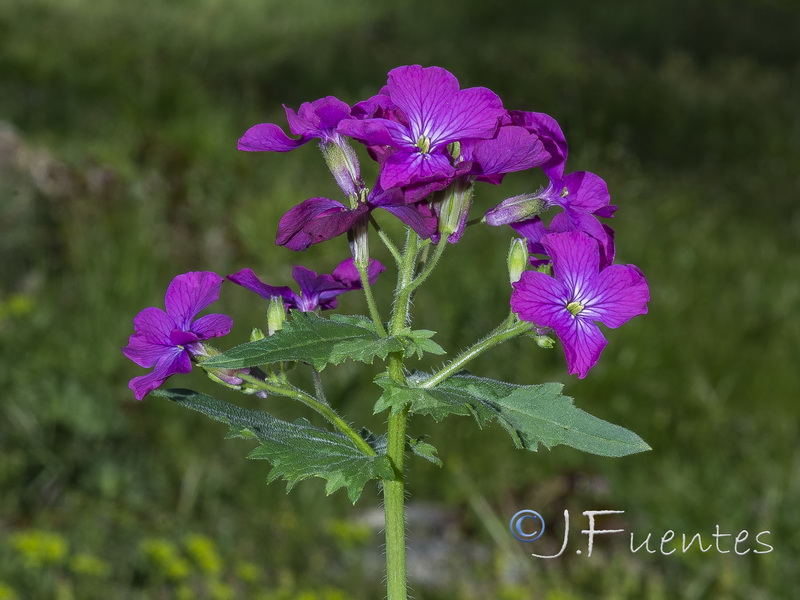 Lunaria annua annua.05