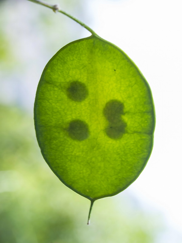 Lunaria annua annua.08