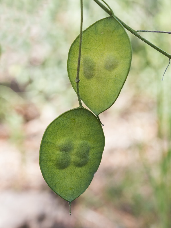 Lunaria annua annua.10