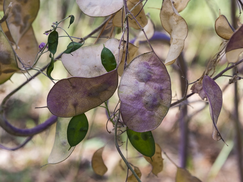 Lunaria annua annua.11