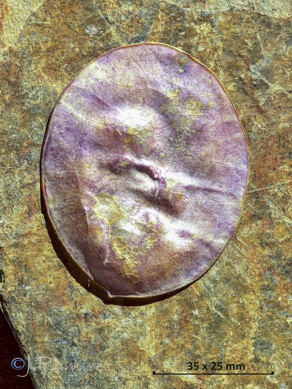 Lunaria annua annua.13