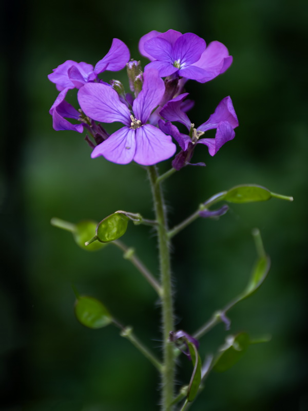 Lunaria annua annua.17