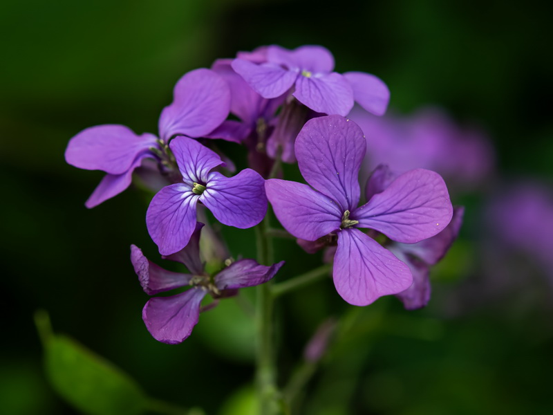 Lunaria annua annua.19