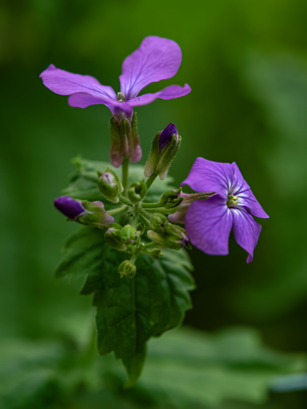 Lunaria annua annua.20