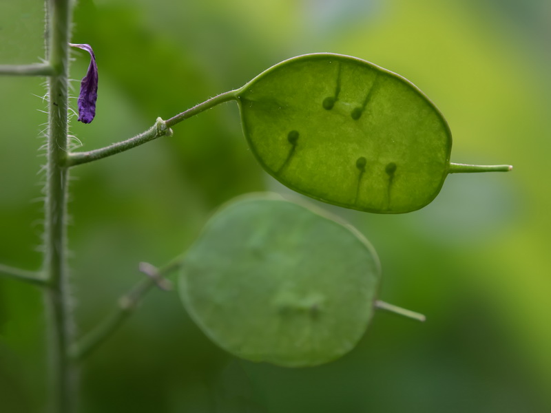 Lunaria annua annua.10