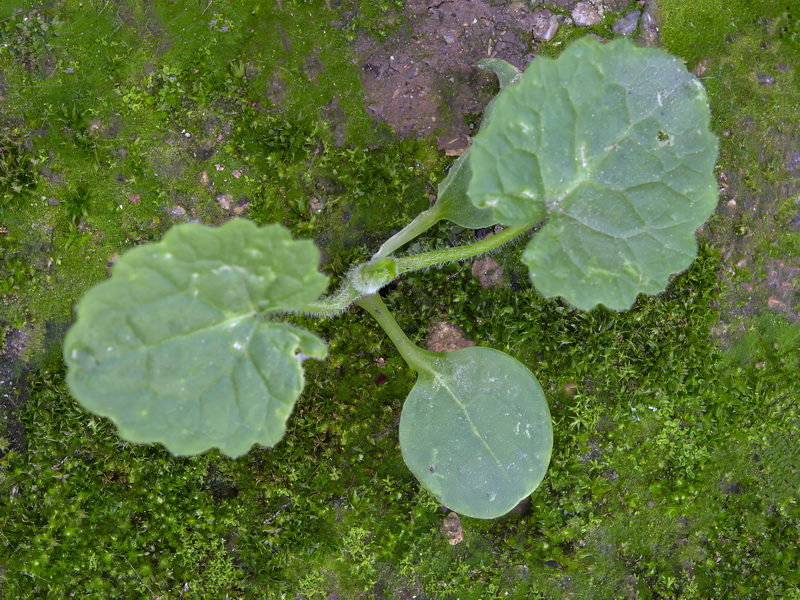 Lunaria annua annua.23