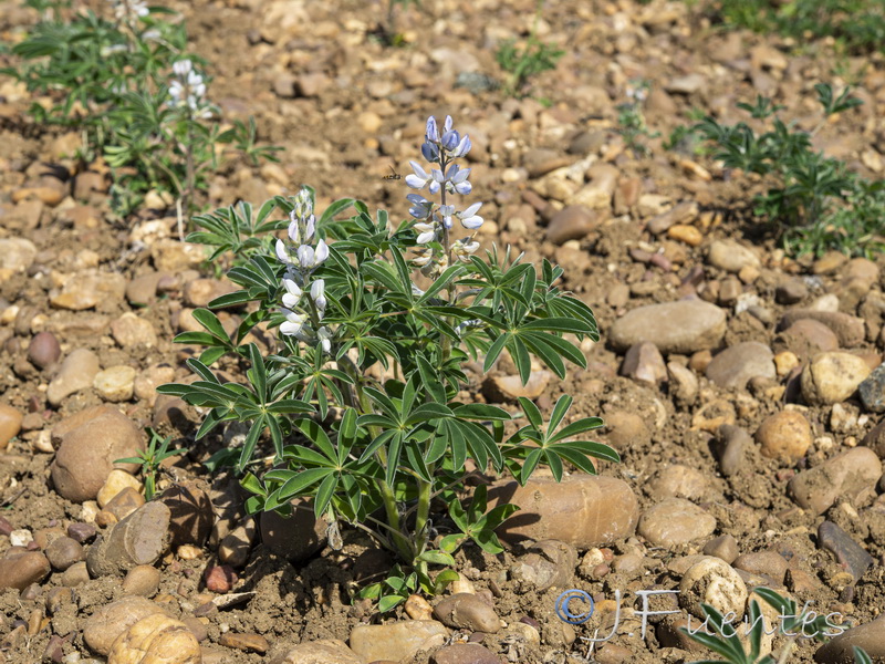 Lupinus albus.01