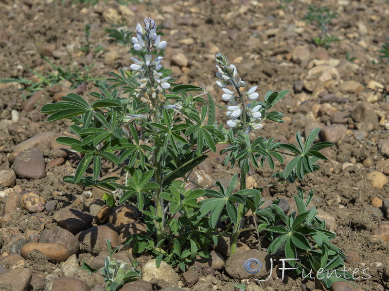 Lupinus albus.02