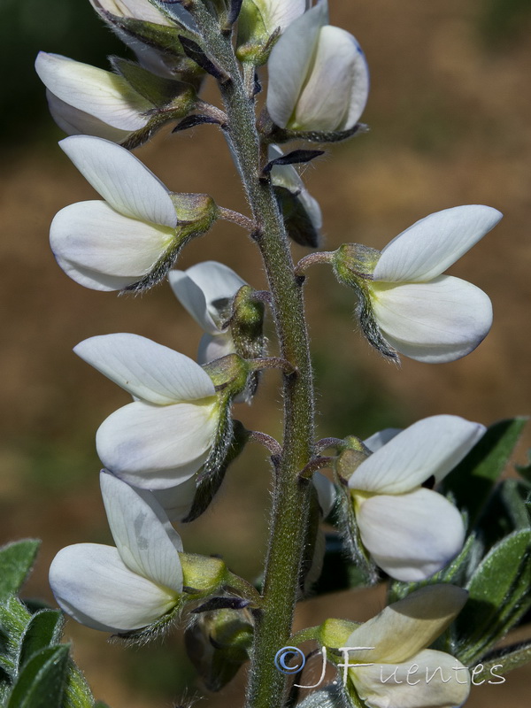 Lupinus albus.03