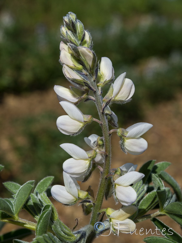 Lupinus albus.04