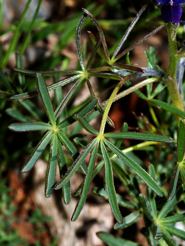 Lupinus angustifolius.03