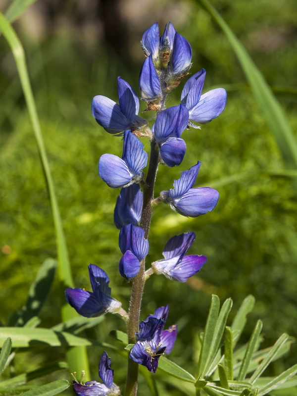 Lupinus angustifolius.05