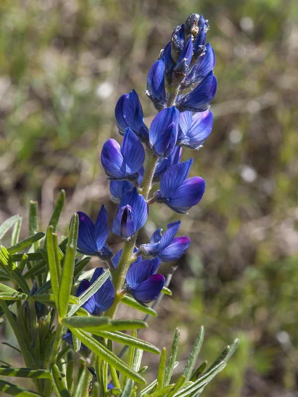 Lupinus angustifolius.06