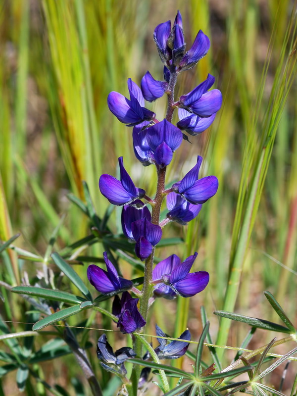 Lupinus angustifolius.07