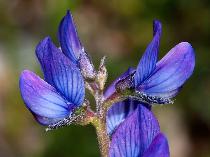 Lupinus angustifolius.11