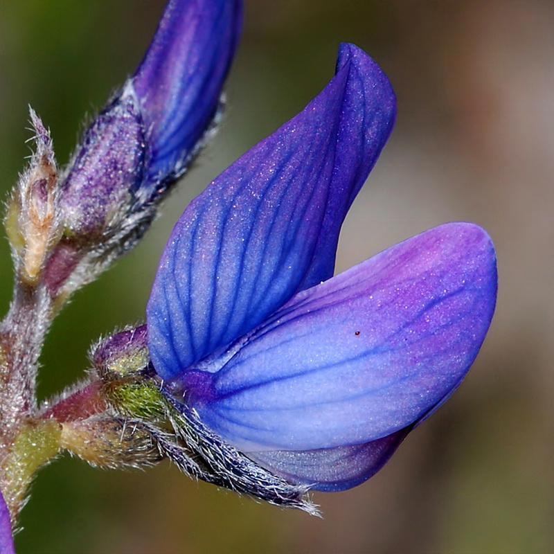 Lupinus angustifolius.12