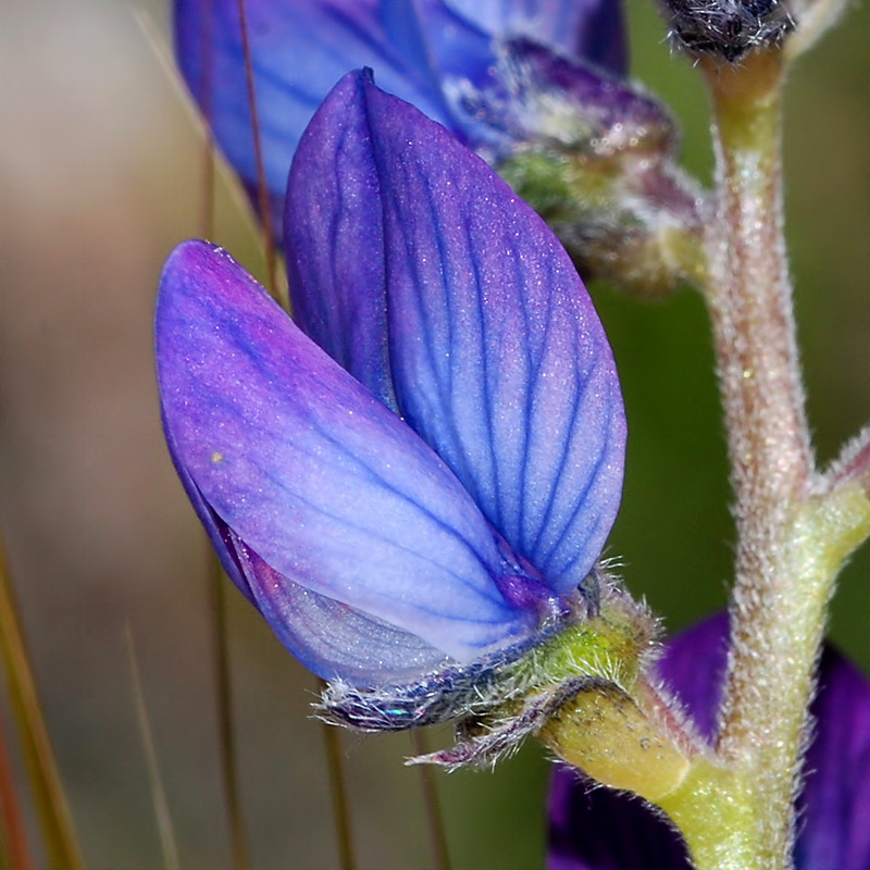 Lupinus angustifolius.13