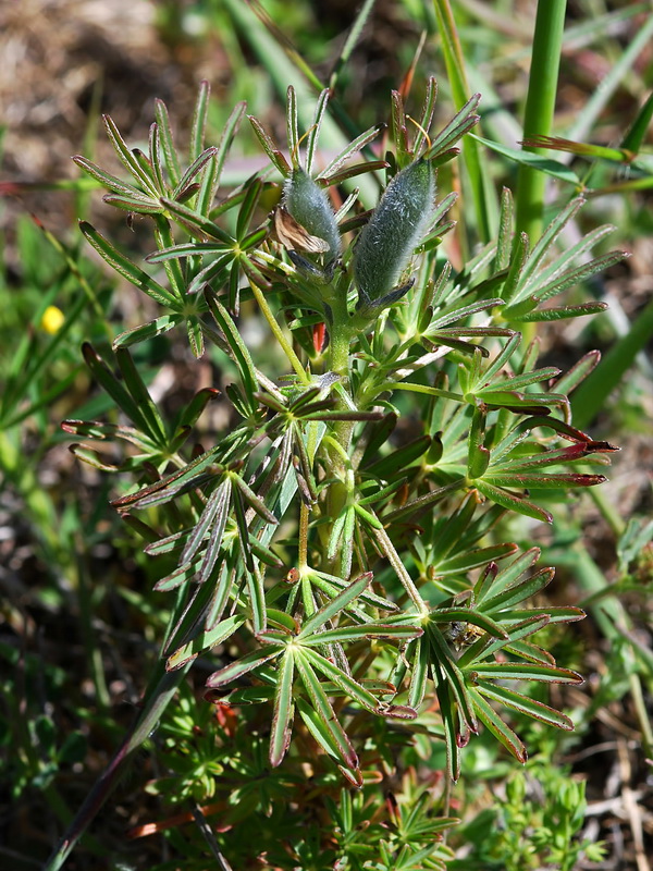 Lupinus angustifolius.15