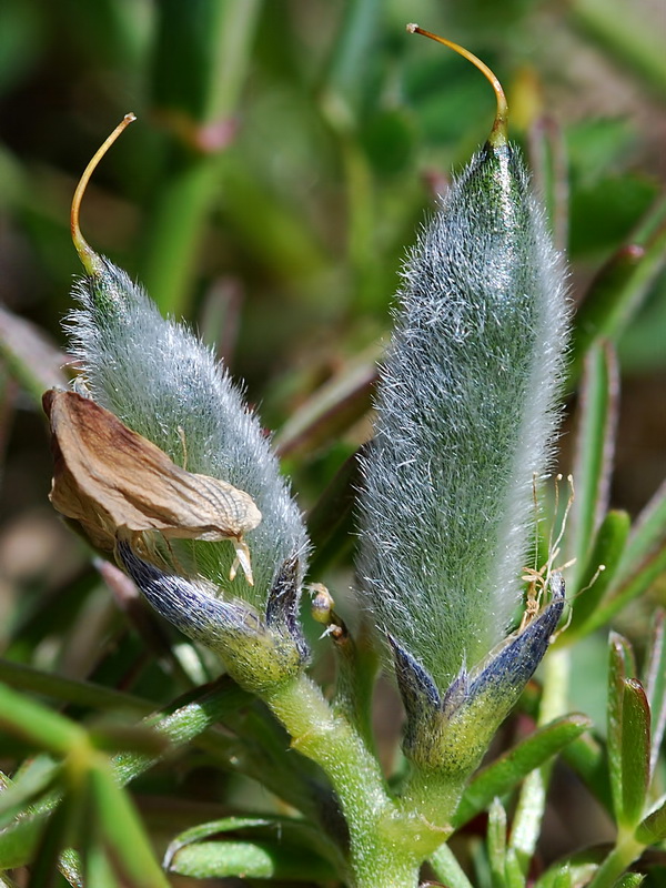 Lupinus angustifolius.16