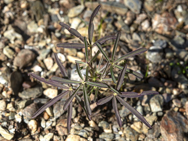 Lupinus angustifolius.22