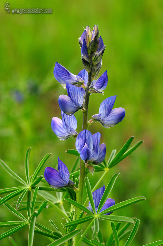 lupinus angustifolius