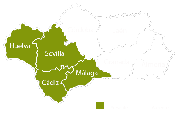 Andalucia copia