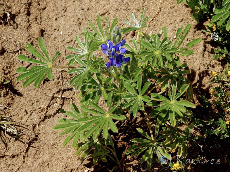 Lupinus cosentinii.01