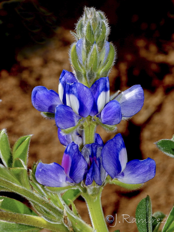 Lupinus cosentinii.02