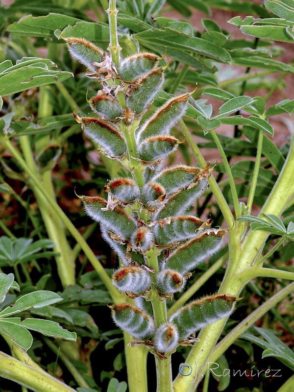 Lupinus cosentinii.03