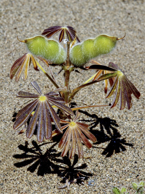 Lupinus cosentinii.04