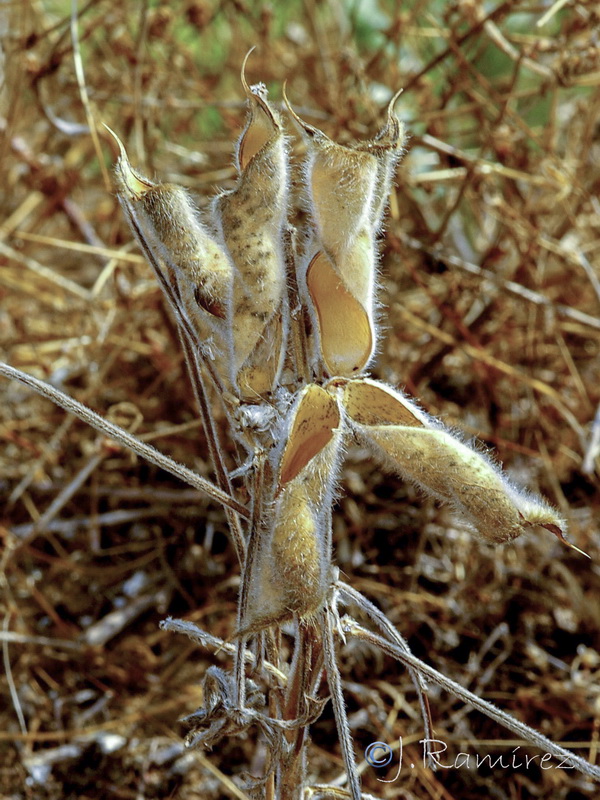 Lupinus cosentinii.05