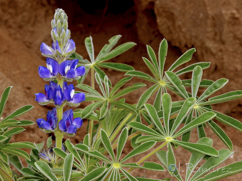 Lupinus cosentinii.08