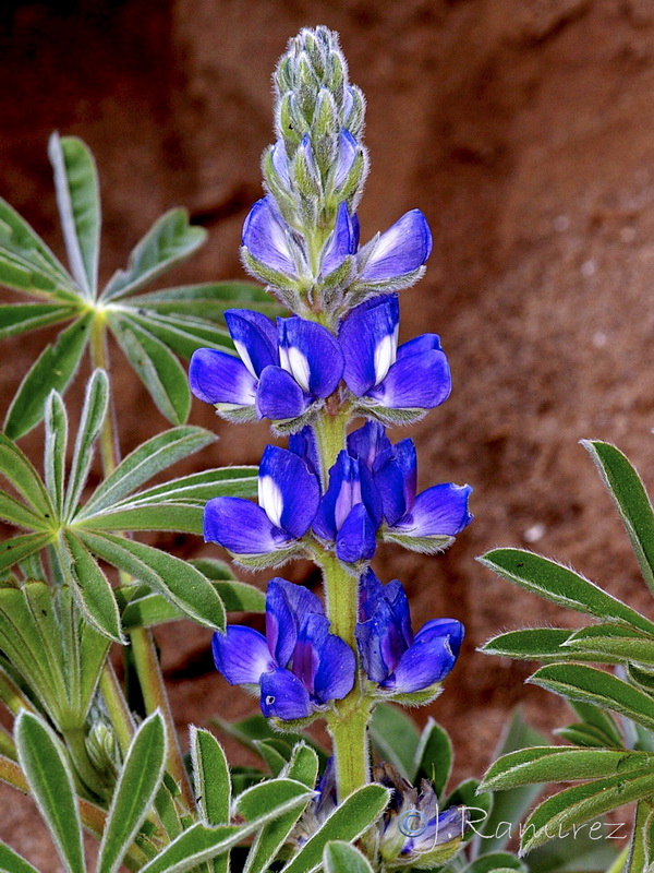 Lupinus cosentinii.09