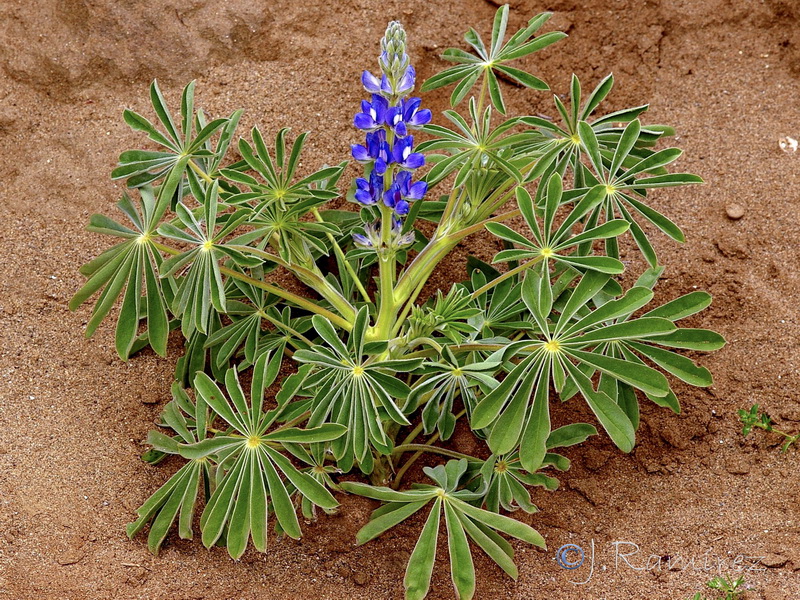 Lupinus cosentinii.10