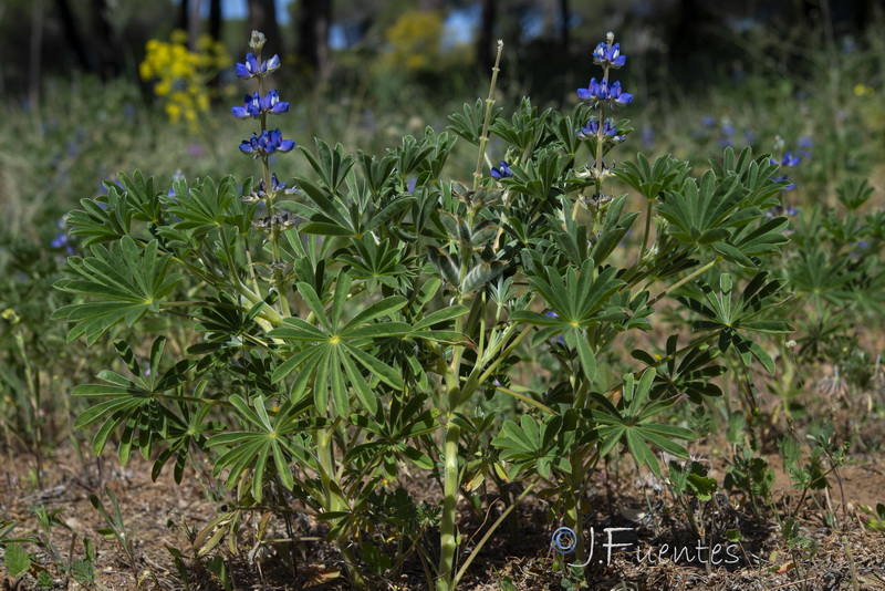 Lupinus cosentinii.12