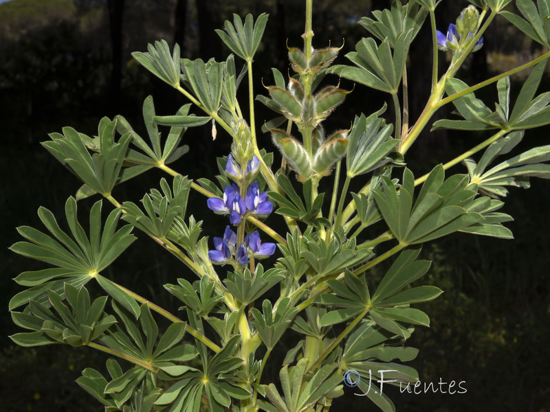 Lupinus cosentinii.15