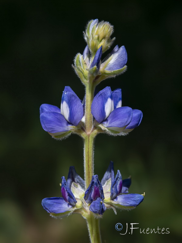 Lupinus cosentinii.02