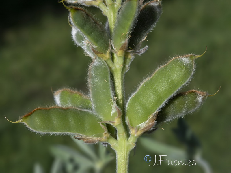 Lupinus cosentinii.03