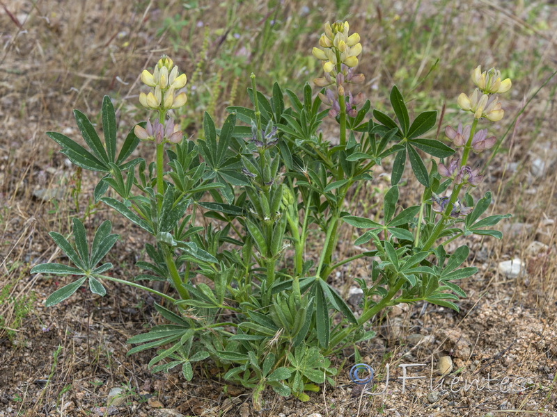 Lupinus gredensis.01