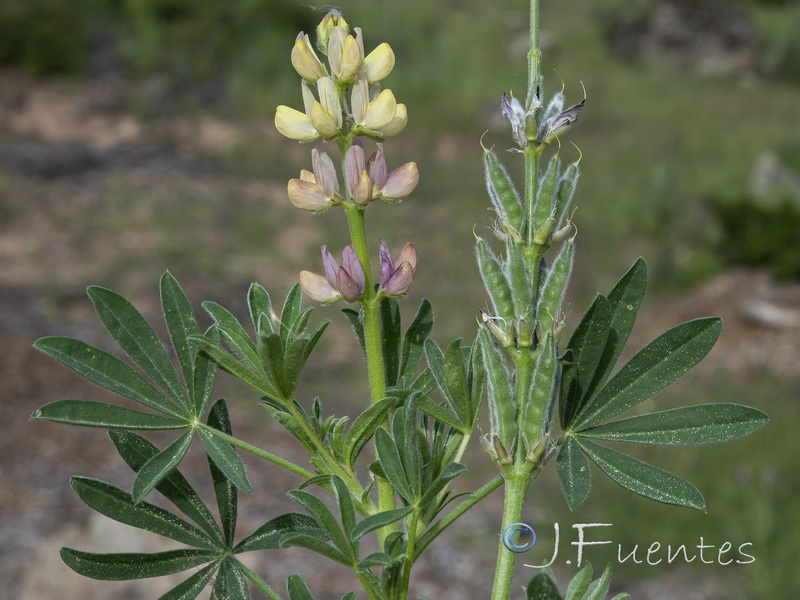Lupinus gredensis.02