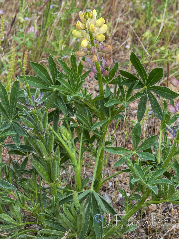 Lupinus gredensis.03