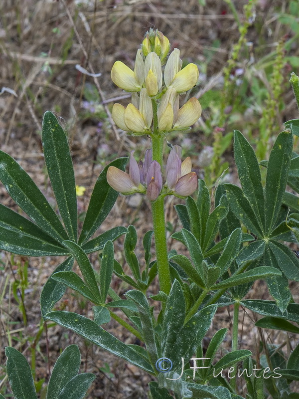 Lupinus gredensis.04