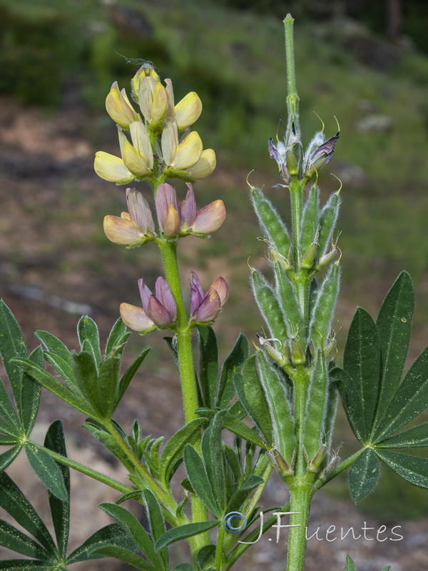 Lupinus gredensis.05