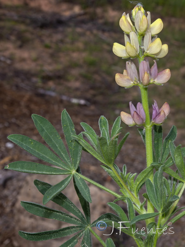 Lupinus gredensis.06