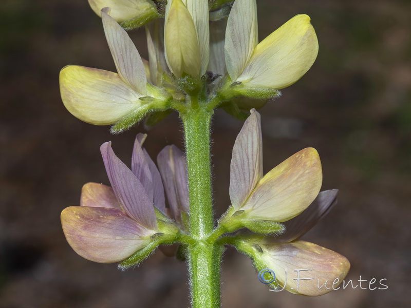 Lupinus gredensis.07