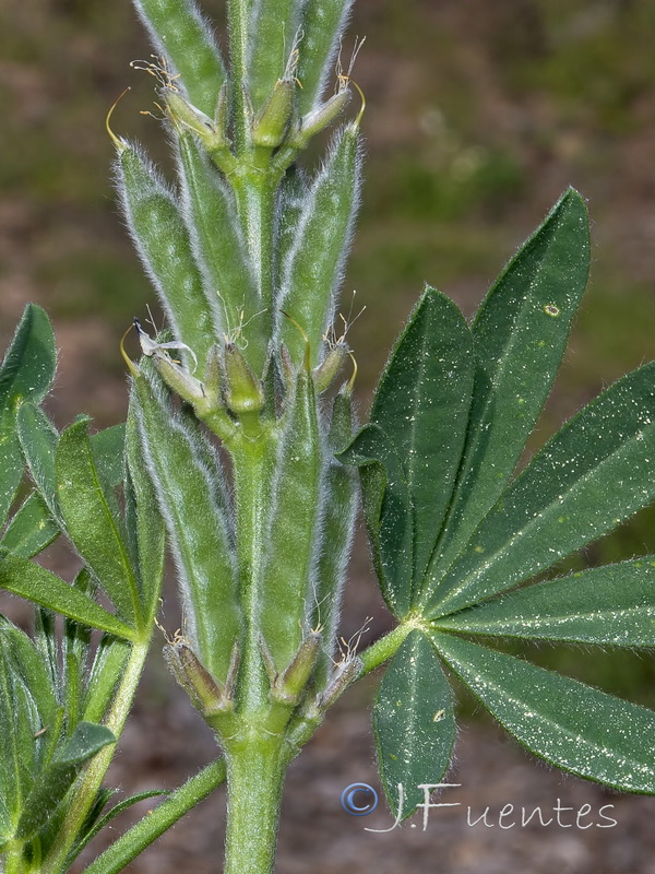 Lupinus gredensis.08